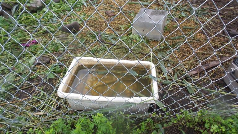 This was the sole source of water for all the chickens and goats. (Photo by Frances Ruth Harris)