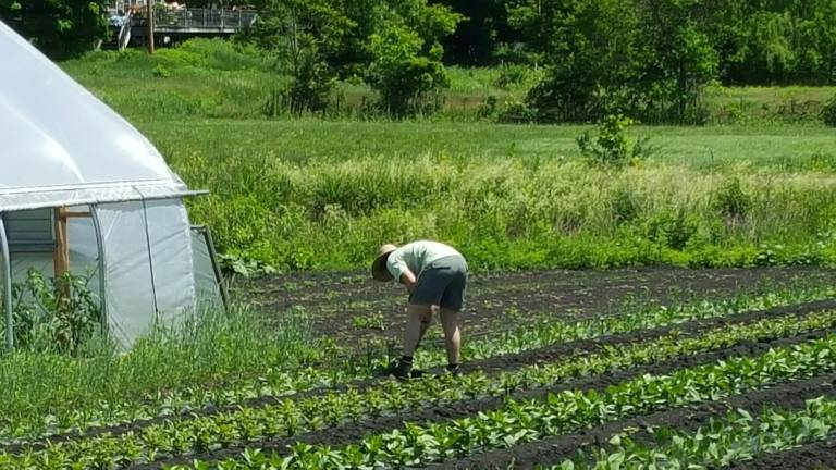 Madeleine Banulski picks vegetables (Photo provided)