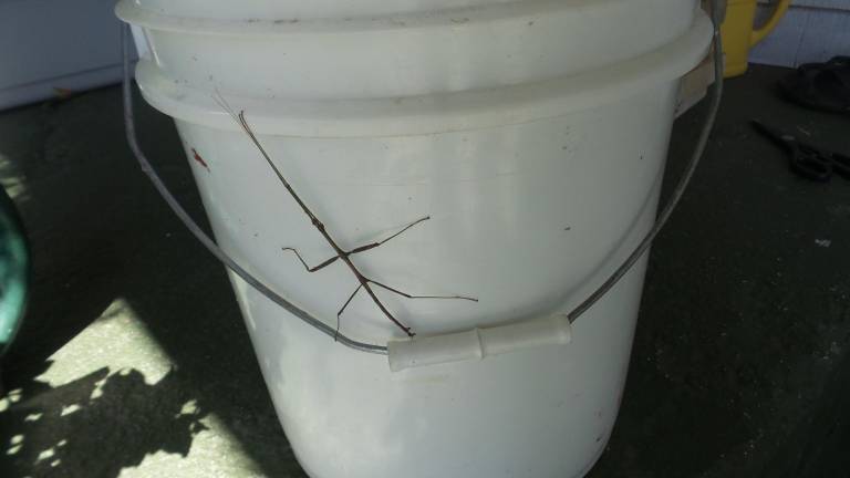 A stick bug has moved in.
