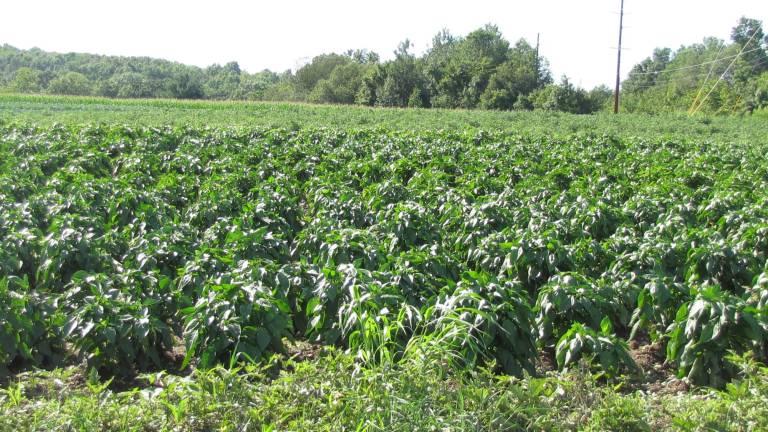 Bountiful fields help Irene-devastated farms recover C. Rowe and Sons in Campbell Hall. (Photo by Edie Johnson)