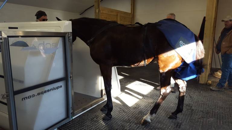 New spa at Historic Track soothes and pampers hard-working horses "I've Got My Red Dress On" is led into the bath (Photo by Vicki Botta)
