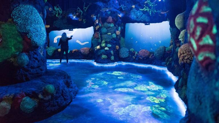 Making a Splash in Times Square Visitors to “National Geographic Encounter: Ocean Odyssey” at Times Square. Photo: National Geographic Encounter