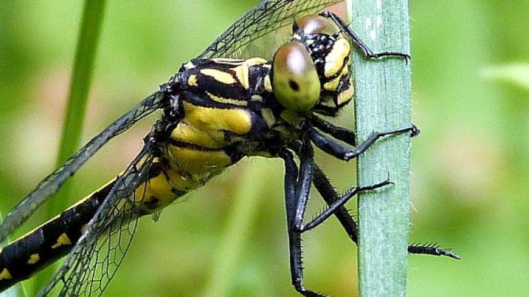 Rare dragonfly spotted near reservoir in Catskills Rare dragonfly spotted near reservoir in Catskills