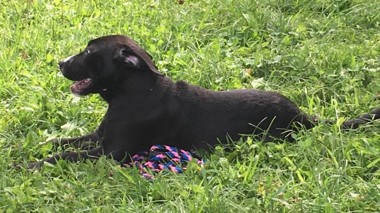 Pets Alive rescues animals affected by Hurricane Dorian Pets Alive rescues animals affected by Hurricane Dorian