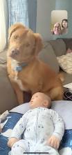 Through the use of social media, Tom and Cindy Becker stay in frequent touch with their family, including with their grandson, Leo, who is pictured here under the watchful eye of his family's dog, Franklin.