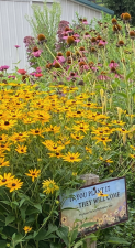 Native Plants Demo Garden at the Warwick Valley Winery and Distillery.