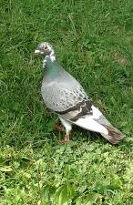 The Beckers' pigeon isn't the Beckers' anymore.