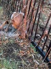 Officers recently helped rescue this deer from being stuck in a fence.