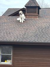 Dog on roof is no joke