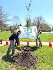 Tree planting at an Arbor Day event in the Village of Goshen.