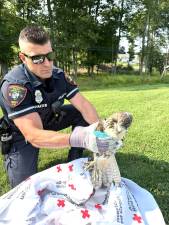 K-9 Officer Jeremy Harter with the injured red-tailed hawk.