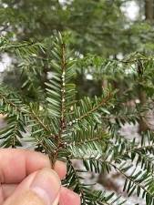 Winter is best for heading off Hemlock Woolly Adelgid invasions