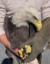 Town of Goshen Police Officers help rescue an injured bald eagle.