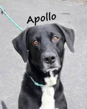 Meet Apollo