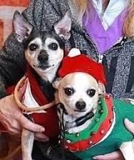 Meet Annie &amp; Tazi