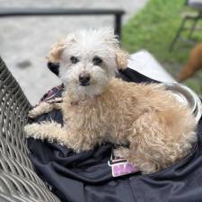 On May 29, Town of Goshen Police responded to a report of a loose dog in the area of Arcadia Road.