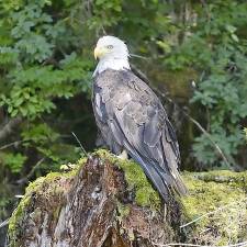 Last year in Orange County, 28 people participated in the Southern Orange County CBC, counting 7,054 individual birds of 66 species.