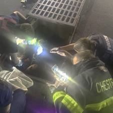 Animal rescued from storm drain
