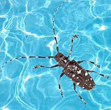 DEC.NY.gov - New York State Asian Longhorned Beetle (ALB) - NYS Dept. of Environmental Conservation