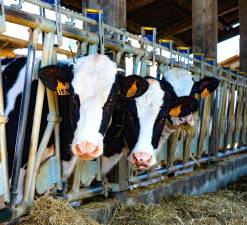 Bountiful Harvest Celebration and cow milking contest returns