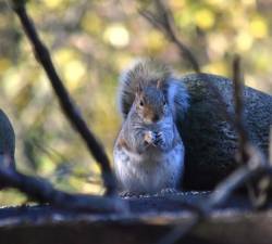An innocent-looking gray squirrel, just waiting for the right opportunity to strike.