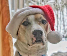 Assemblyman Schmitt hosts pet photos with Santa on Dec. 8