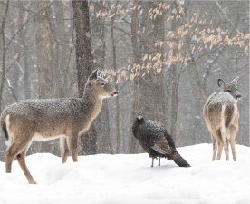 This local winter scene by photographer Bob Breese took an honorable mention in the Art Photo category. Photo: Robert Breese.