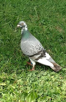 This homing pigeon is now happily settled at Mountain View Farm.