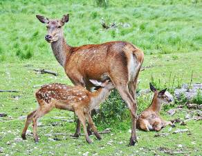 Leave young wildlife in the wild, says DEC