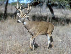 The New York State Department of Environmental Conservation has confirmed that several white-tailed deer near Goshen died after contracting Epizootic Hemorrhagic Disease. (Source: White-tailed deer image from Wikipedia.)