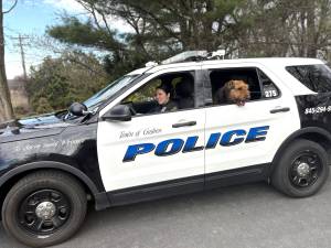 The Town of Goshen Police are hoping to reunite a loose dog with its owner(s).