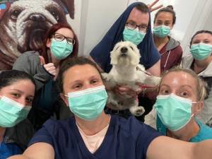 Veterinarian Dr. Sarah Marpet (front, center) and her husband and fellow vet Dr. Brian Civatte (dog holder) with their staff at Country Willow Veterinary Hospital in Warwick, N.Y., which the couple owns. Provided photos.