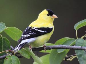 Learn why this finch is yellow at an upcoming lecture at the Albert Wisner Public Library.