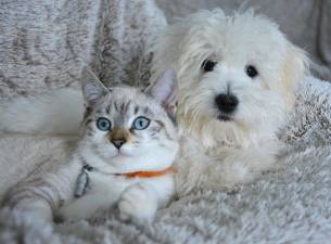 CPR, first aid class for pet owners