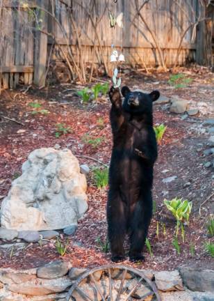 No, it’s not a garden statue. “The one cub was very interested in some of our wind chimes,” said West Milford resident Don Wright.