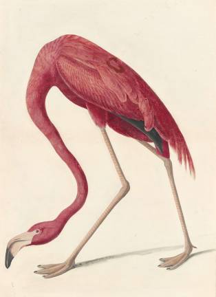 John James Audubon, American Flamingo (Phoenicopterus ruber), 1838. New-York Historical Society