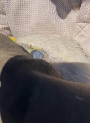 Town of Goshen Police Officers help rescue an injured bald eagle.