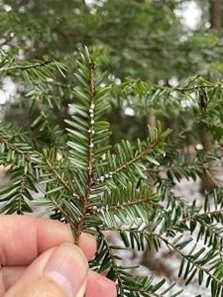 Winter is best for heading off Hemlock Woolly Adelgid invasions