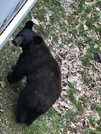 David Sakla caught this bear walking around his home in Monroe, N.Y.
