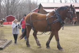 Hudson Valley. Draft horse driving classes
