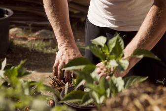 Cornell Cooperative Extension will lead several gardening programs this fall.