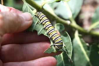 A monarch caterpillar on a milkweed leaf.
