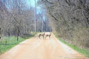 Heightened danger of deer on road collisions