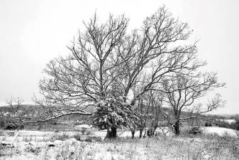 Snow outlines these trees along Kings Highway in Sugar Loaf. Forecasters are watching for another potential winter storm come late Monday into Tuesday, with accumulations of as much as half a foot. There may also be winds as high as 20 mph. Photo by William Dimmit.