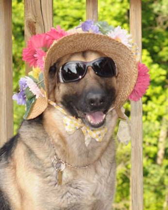Tamara's deals pampered pets