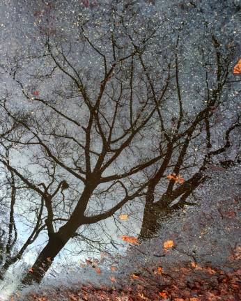 In Central Park, reflection in a puddle on a path between Sheep Meadow and the skating rink, just south of the 65th Street transverse
