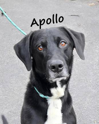 Meet Apollo