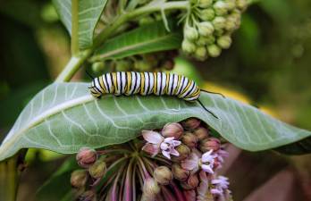 The winning image in the Macro category, photographed Kathleen Colligan in Wayne County, Pa.
