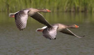 Canadian geese