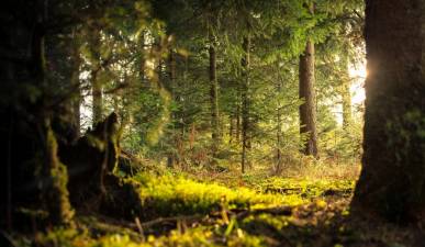 State grants available for private forest landowners